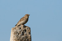 Rotsmus; Rock Sparrow; Petronia petronia
