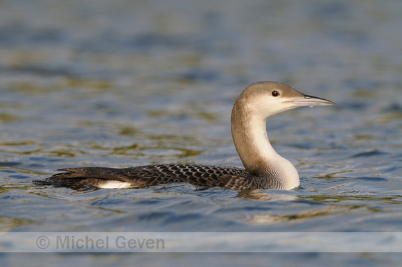 Parelduiker; Black-throated Diver; Gavia arctica