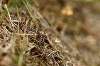 Knobbelduinsabelsprinkhaan; Tuberous Grey Bush-cricket; Platycle