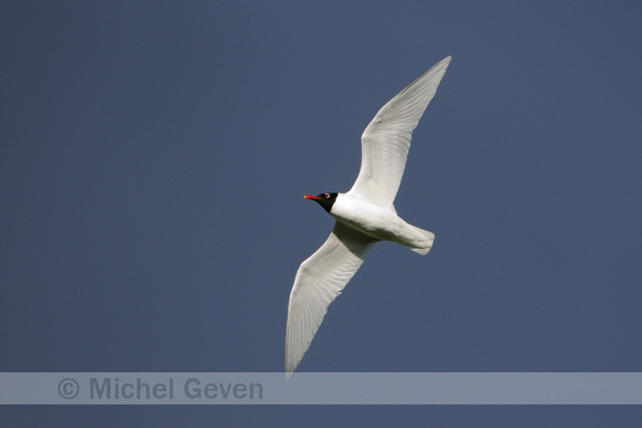 Zwartkopmeeuw; Mediterranean Gull; Larus melanocephalus