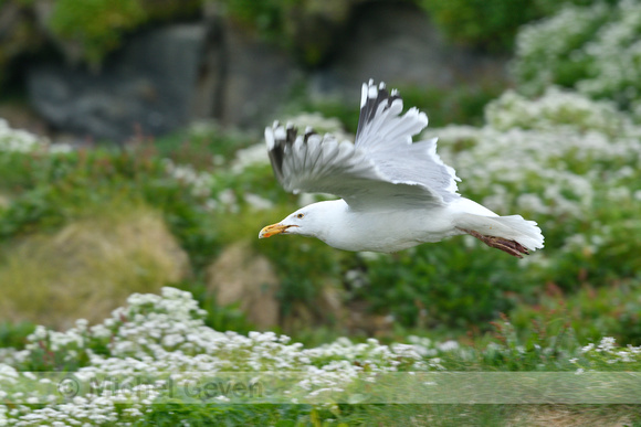 Zilvermeeuw ssp argenteus; Western Herring Gull; Larus argentatu