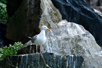 Zilvermeeuw ssp argenteus; Western Herring Gull; Larus argentatu