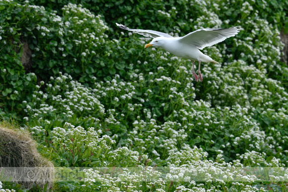 Zilvermeeuw ssp argenteus; Western Herring Gull; Larus argentatu