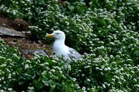 Zilvermeeuw ssp argenteus; Western Herring Gull; Larus argentatu