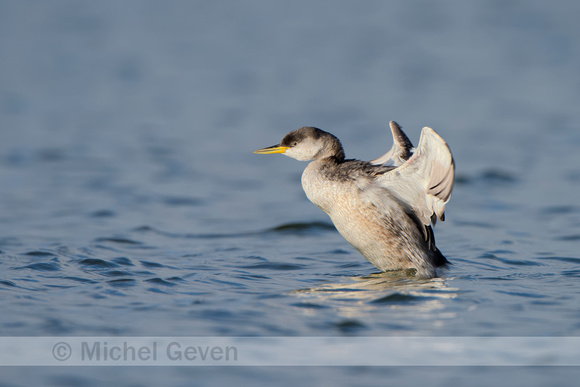 Roodhalsfuut; Red-necked grebe