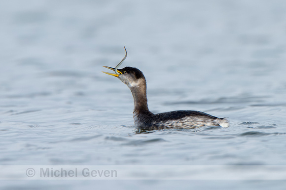 Roodhalsfuut; Red-necked grebe