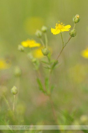 Viltganzerik; Hoary Cinquefoil; Potentilla argentea