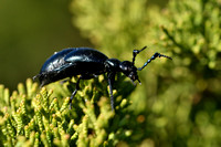 Gewone Oliekever; Black Oil beetle; Meloe proscarabaeus;