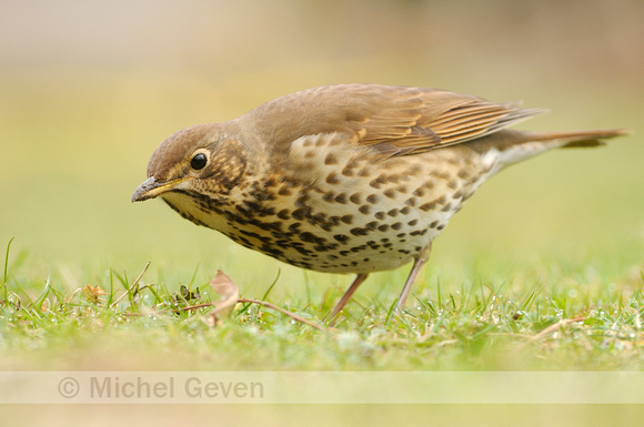 Zanglijster; Song Thrush; Turdus philomelos