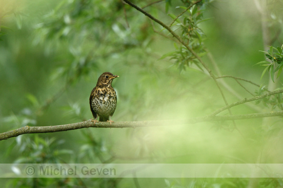 Zanglijster; Song Thrush; Turdus philomelos