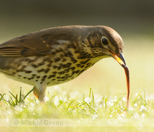 Zanglijster; Song Thrush; Turdus philomelos