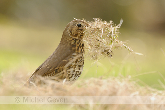 Zanglijster; Song Thrush; Turdus philomelos