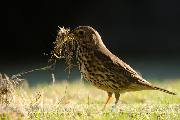 Zanglijster; Song Thrush; Turdus philomelos