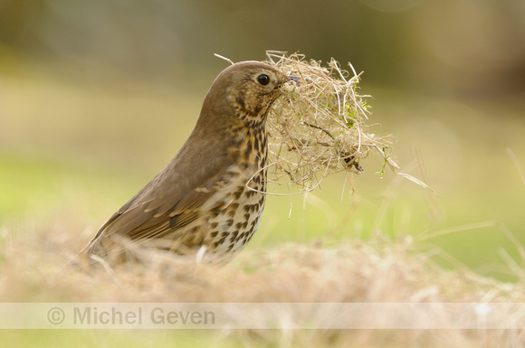 Zanglijster; Song Thrush; Turdus philomelos