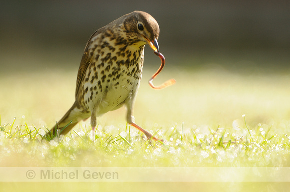 Zanglijster; Song Thrush; Turdus philomelos