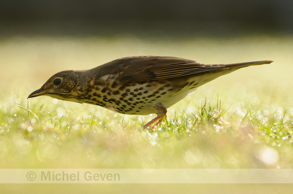 Zanglijster; Song Thrush; Turdus philomelos