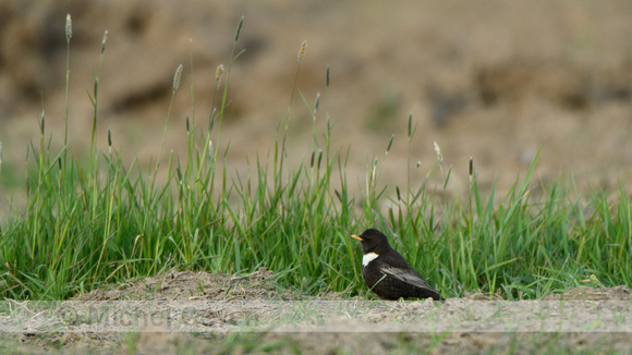 Beflijster; Ring Ouzel; Turdus torquatus