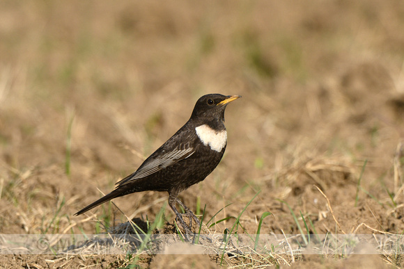 Beflijster; Ring Ouzel; Turdus torquatus