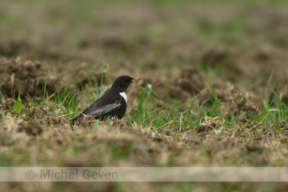 Beflijster; Ring Ouzel; Turdus torquatus