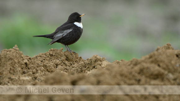 Beflijster; Ring Ouzel; Turdus torquatus