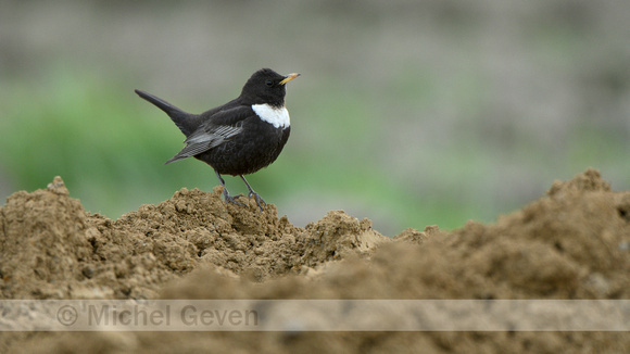 Beflijster; Ring Ouzel; Turdus torquatus