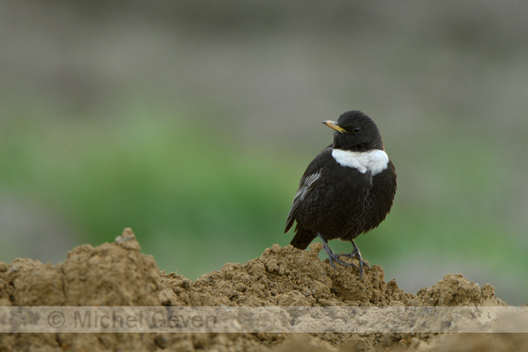 Beflijster; Ring Ouzel; Turdus torquatus