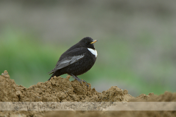 Beflijster; Ring Ouzel; Turdus torquatus