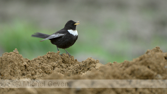 Beflijster; Ring Ouzel; Turdus torquatus