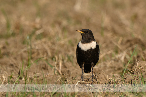 Beflijster; Ring Ouzel; Turdus torquatus