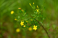 Jasminum fruticans