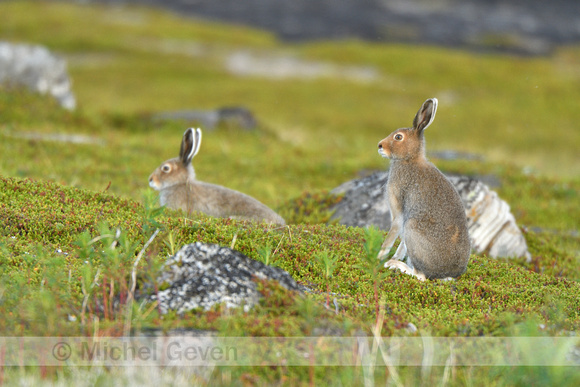 Sneeuwhaas; Mountain Hare; Lepus timidus