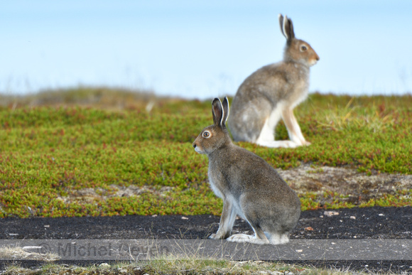 Sneeuwhaas; Mountain Hare; Lepus timidus