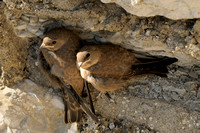 Rotszwaluw - Rock Martin - Ptyonoprogne rupestris