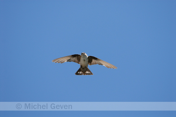 Rotszwaluw; Crag Martin; Ptyonoprogne rupestris