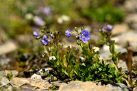 Rotsereprijs; Rock Speedwell; Veronica fruticans