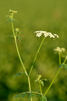 Hondspeterselie; Fool's parsley; Aethusa cynapium