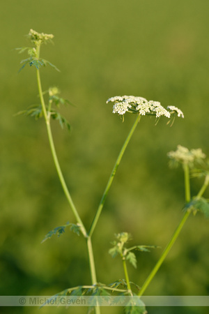 Hondspeterselie; Fool's parsley; Aethusa cynapium