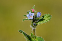 Echium calycinum