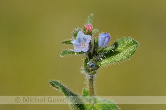 Echium calycinum