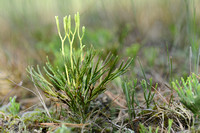 Kleine Wolfsklauw; Blue Groundcedar; Lycopodium tristachyum