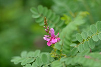 Indigofera