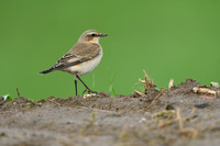 Tapuit - Nothern Wheatear - Oenanthe oenanthe
