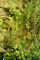 Bleek cypergras; Pale Galingale; Cyperus eragrostis