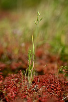 Valse duindravik - Bromus pseudothominei