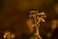 Kluwenhoornbloem; Sticky Mouse-ear; Cerastium glomeratum