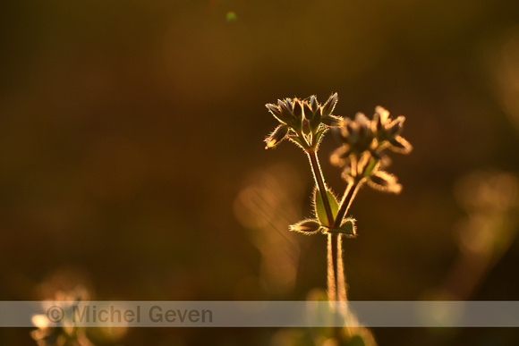 Kluwenhoornbloem; Sticky Mouse-ear; Cerastium glomeratum