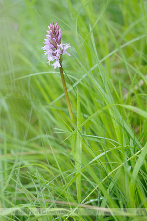 Bosorchis; Dactylorhiza fuchsii; Common Spotted Orchid