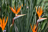 Bird of Paradise Flower; Strelitzia reginae