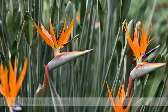 Bird of Paradise Flower; Strelitzia reginae