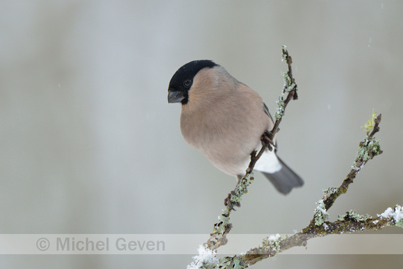 Goudvink; Bullfinch; Pyrrhula pyrrhula